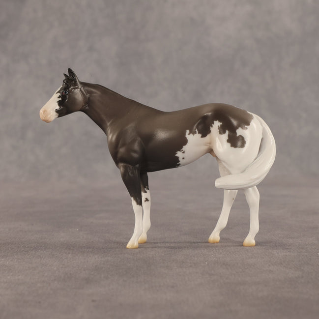 Admiral OOAK FCM Chip Stock Horse by Jess Hamill SHCF26