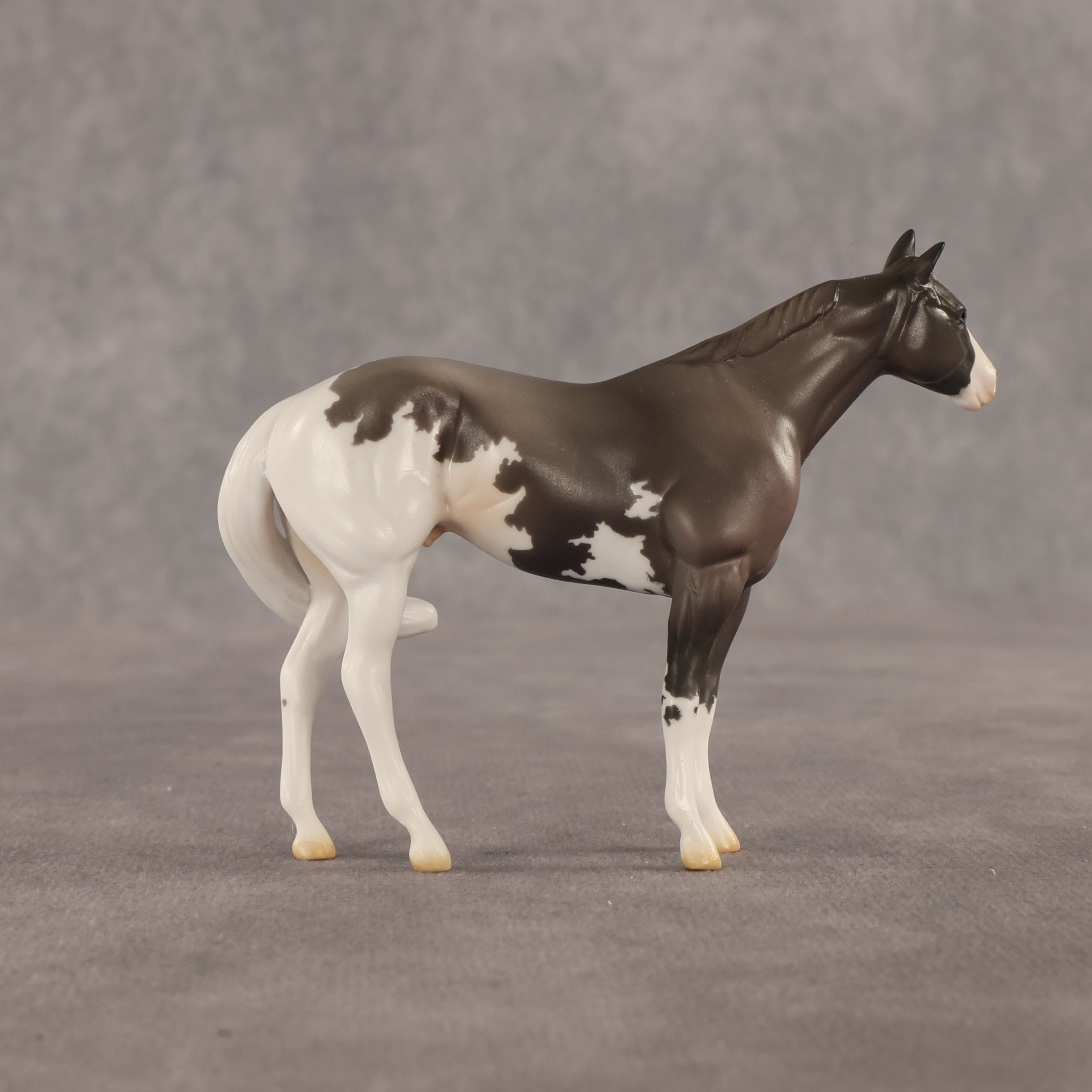 Admiral OOAK FCM Chip Stock Horse by Jess Hamill SHCF26