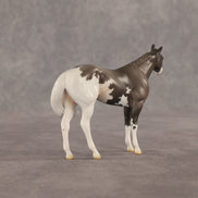 Admiral OOAK FCM Chip Stock Horse by Jess Hamill SHCF26