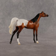 Alan OOAK Chip Arabian by Madi Wiseman LHS26