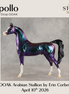 Apollo OOAK Arabian Stallion by Erin Corbett DDOOAKs26