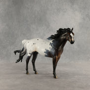 Appt to Impress LE-20 FCM Ideal Stock Horse by Jess Hamill TS26