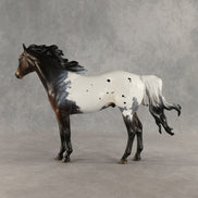 Appt to Impress LE-20 FCM Ideal Stock Horse by Jess Hamill TS26