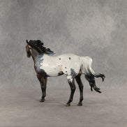 Appt to Impress LE-20 FCM Ideal Stock Horse by Jess Hamill TS26