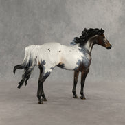 Appt to Impress LE-20 FCM Ideal Stock Horse by Jess Hamill TS26