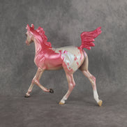 Radiant OOAK FCM Arabian Yearling by Erin & Rori AH26