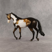 Benjamin OOAK Thoroughbred by Dawn Quick SHCF26