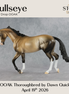 Bullseye OOAK Thoroughbred by Dawn Quick DDOOAKs26