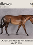 Callaway OOAK Large Mule by Alex Fortman DDOOAKs26
