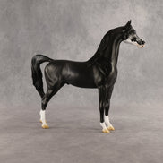 Brackenbury OOAK Arabian Stallion by Jess Hamill SHCF26