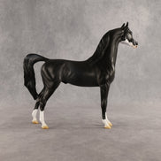 Brackenbury OOAK Arabian Stallion by Jess Hamill SHCF26