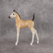 Casper LE-15 Arabian Foal by Jess Hamill HM26