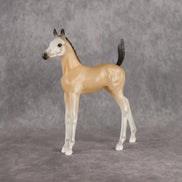 Casper LE-15 Arabian Foal by Jess Hamill HM26