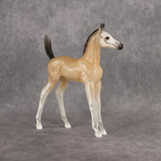 Casper LE-15 Arabian Foal by Jess Hamill HM26
