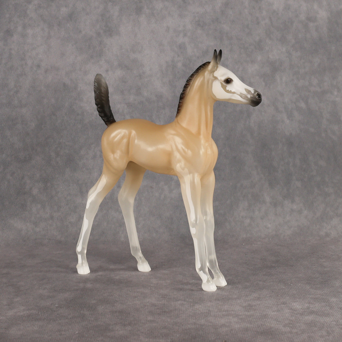 Casper LE-15 Arabian Foal by Jess Hamill HM26