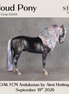 Cloud Pony OOAK FCM Andalusian by Aimi Hettinger DDOOAKs26