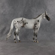 Conch OOAK Ideal Stock Horse by Madi Wiseman EQ26
