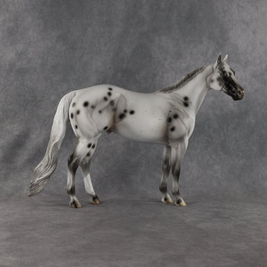 Conch OOAK Ideal Stock Horse by Madi Wiseman EQ26