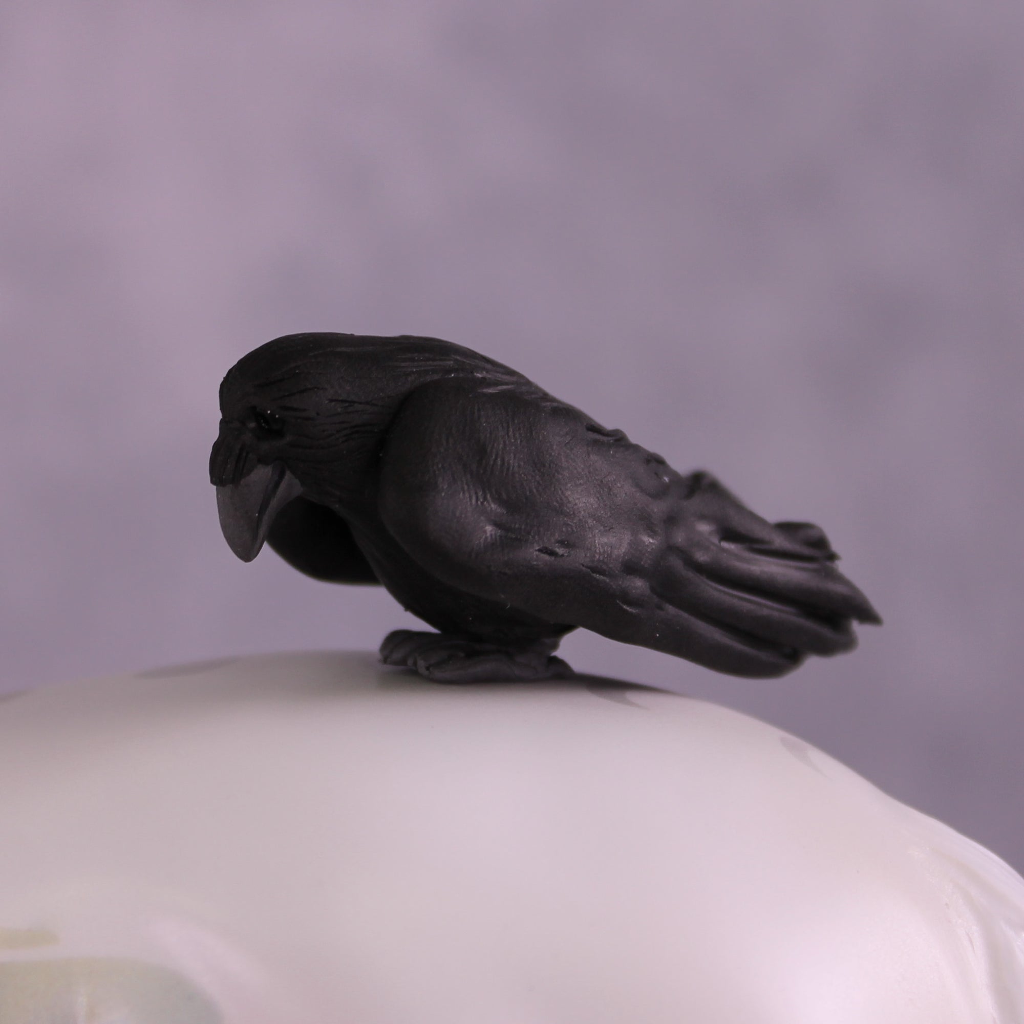 Corvus Master FCM Morgan by Pernille F. Bøllingtoft Bøjsen 11/25/2025 SS1125