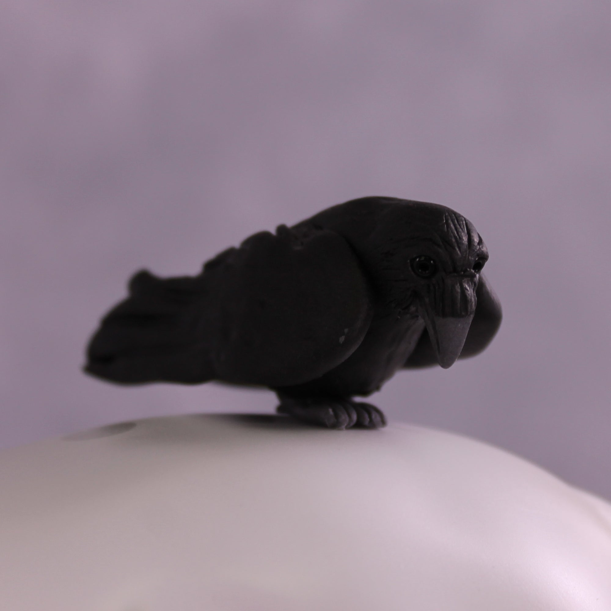 Corvus Master FCM Morgan by Pernille F. Bøllingtoft Bøjsen 11/25/2025 SS1125