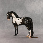 Don't Talk to Me EFCM LE-5 Andalusian by Melanie Miller TO26