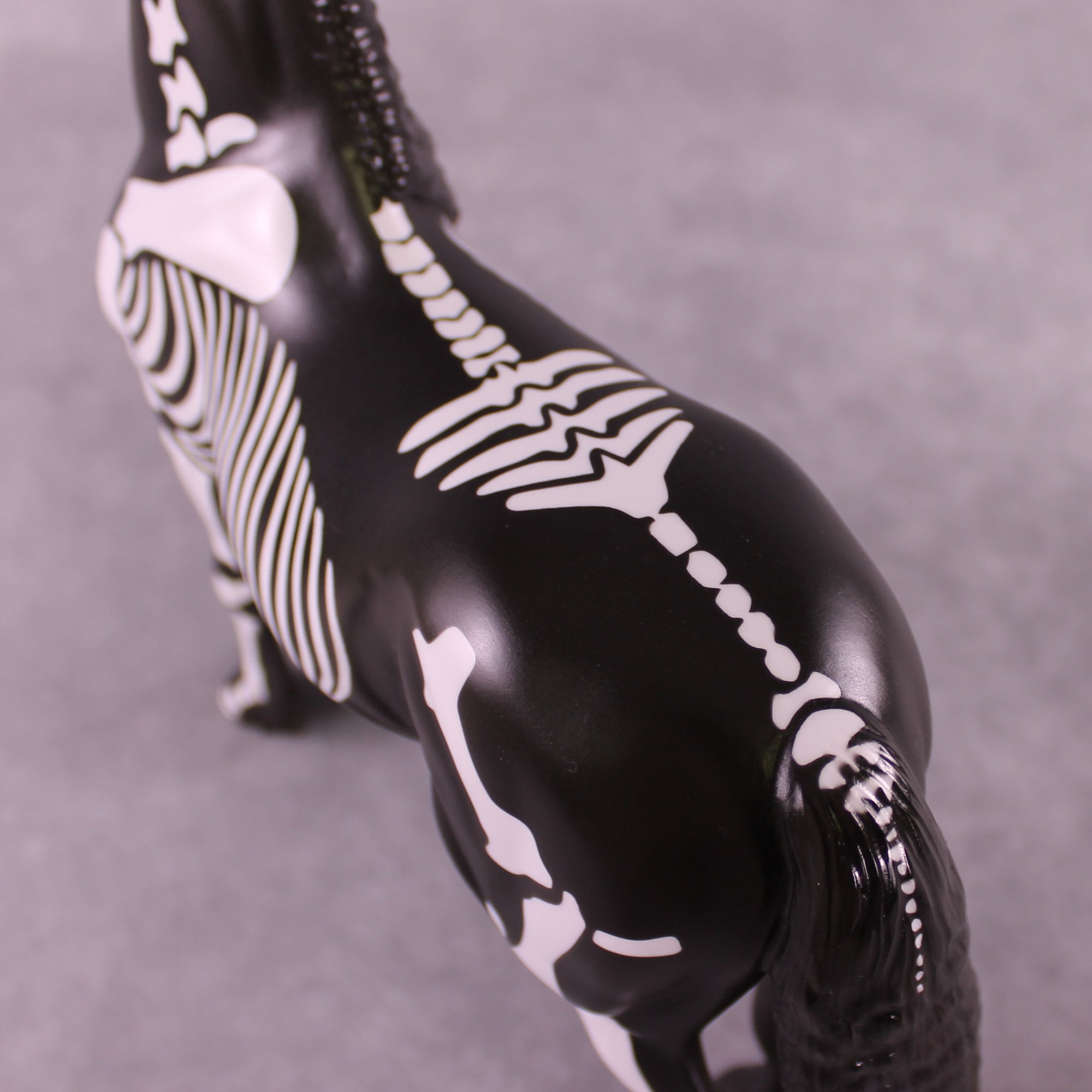 Dorsal Spinous Process of the T1 Vertebrae EFCM Morgan by Pernille F. Bøllingtoft Bøjsen 11/25/2025 SS1125