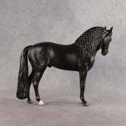 Drogo LE-7 FCM Andalusian by Ashley Palmer EL26