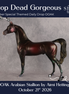 Drop Dead Gorgeous OOAK Arabian Stallion by Aimi Hettinger DDOOAKs26