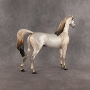 Fantasy Westie OOAK Arabian Stallion by Alex Fortman DDOOAKs26