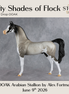 Fifty Shades of Flock OOAK Arabian Stallion by Alex Fortman DDOOAKs26