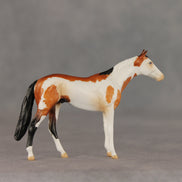 First Dance OOAK Chip Thoroughbred  by Anna Rieck VV26