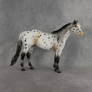 Funfetti OOAK Ideal Stock Horse by Anna Rieck DDOOAKs26