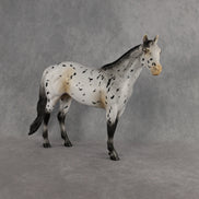 Funfetti OOAK Ideal Stock Horse by Anna Rieck DDOOAKs26