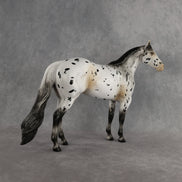 Funfetti OOAK Ideal Stock Horse by Anna Rieck DDOOAKs26