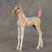 Girlypop OOAK Arabian Foal by Jess Hamill VV26