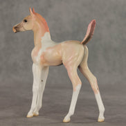 Girlypop OOAK Arabian Foal by Jess Hamill VV26