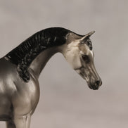 Grey Ghost OOAK EFCM Chip Arabian by Kristen Cermele GS26