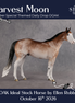 Harvest Moon OOAK Ideal Stock Horse by Ellen Robbins DDOOAKs26