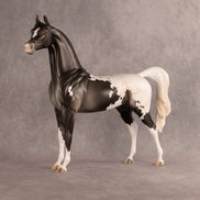 Hemingway OOAK Arabian Stallion by Madi Wiseman EQ26