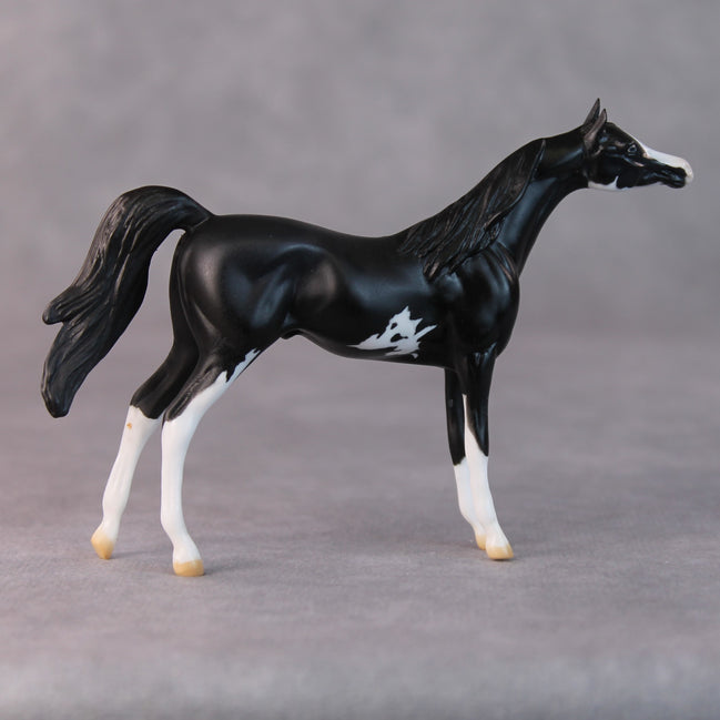 Tommy Too OOAK Black Sabino Arabian Chip by Jamie Adamson HS24