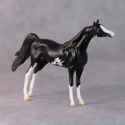 Tommy Too OOAK Black Sabino Arabian Chip by Jamie Adamson HS24