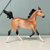 Onward OOAK Light Bay Yearling By Ellen Robbins EQ24