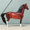 Therefore OOAK Dappled Bay Morgan By Ellen Robbins EQ24