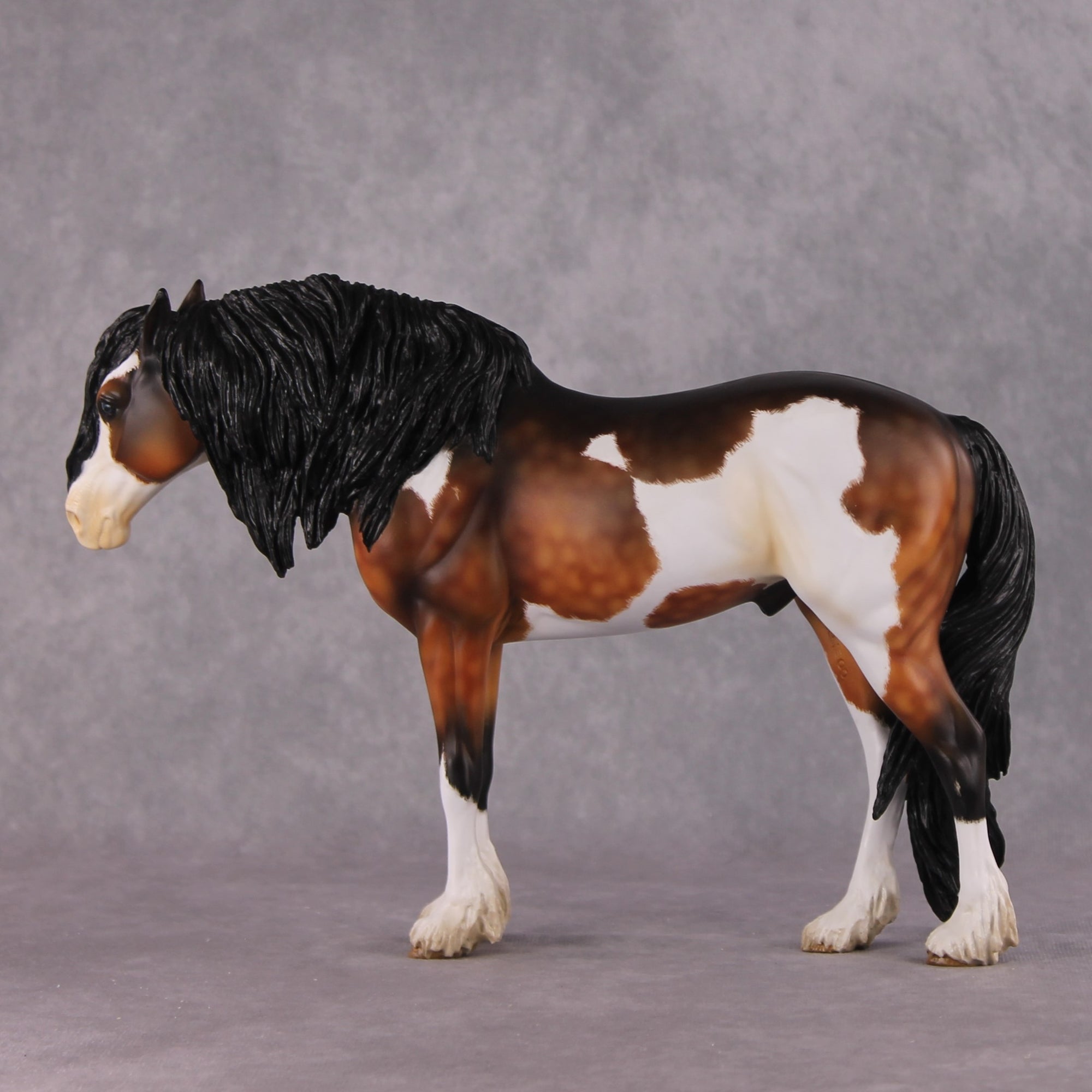 "Alba" EFCM Andalusian By Kristen Cermele