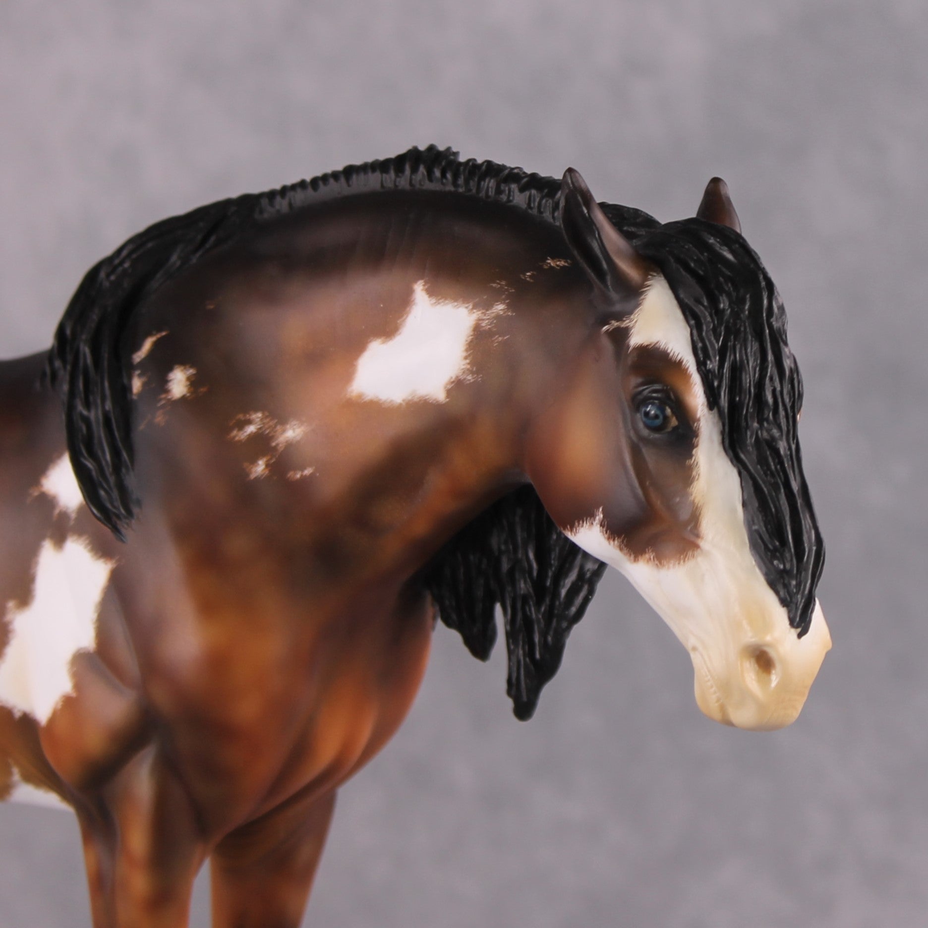 "Alba" EFCM Andalusian By Kristen Cermele