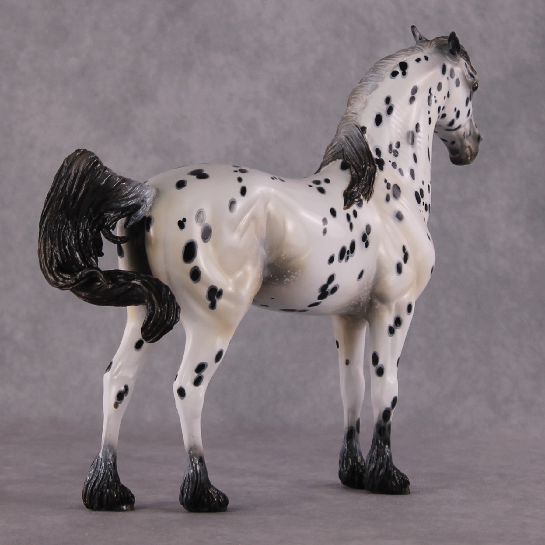 "Plein de Secrets" EFCM Glossy Andalusian By Kristen Cermele