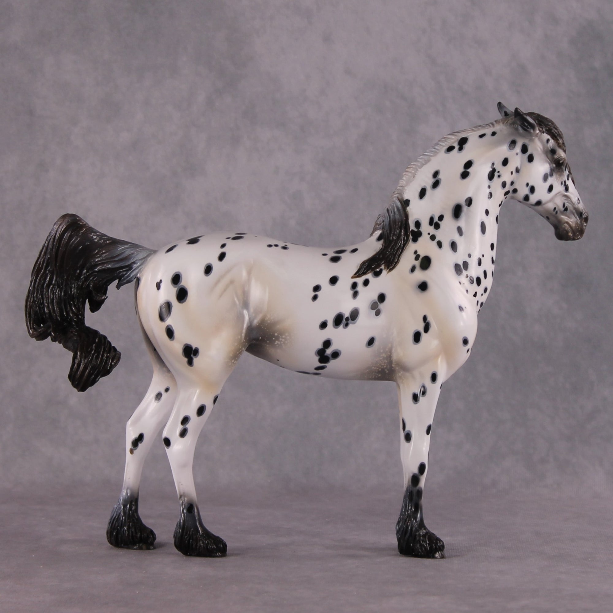 "Plein de Secrets" EFCM Glossy Andalusian By Kristen Cermele