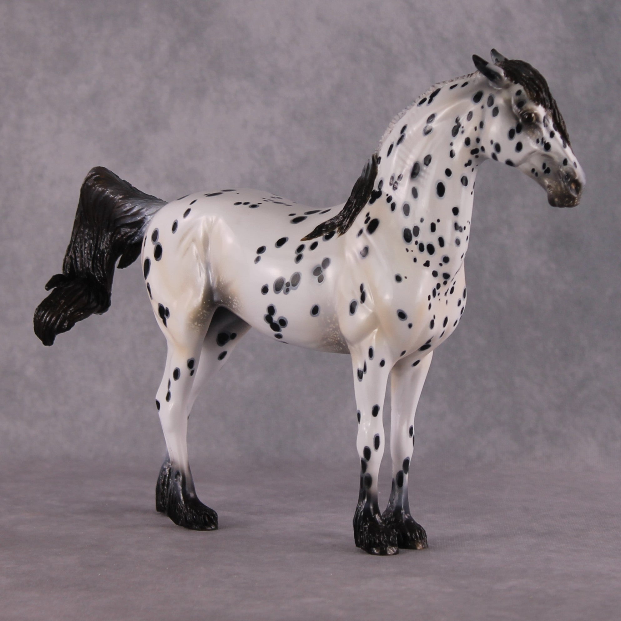 "Plein de Secrets" EFCM Glossy Andalusian By Kristen Cermele