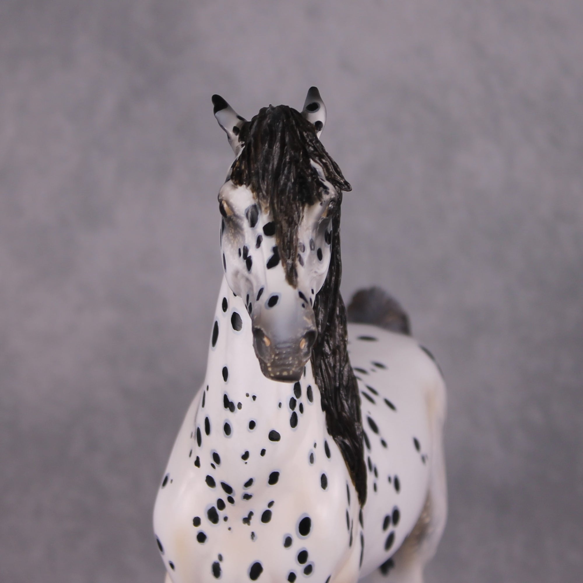 "Plein de Secrets" EFCM Glossy Andalusian By Kristen Cermele