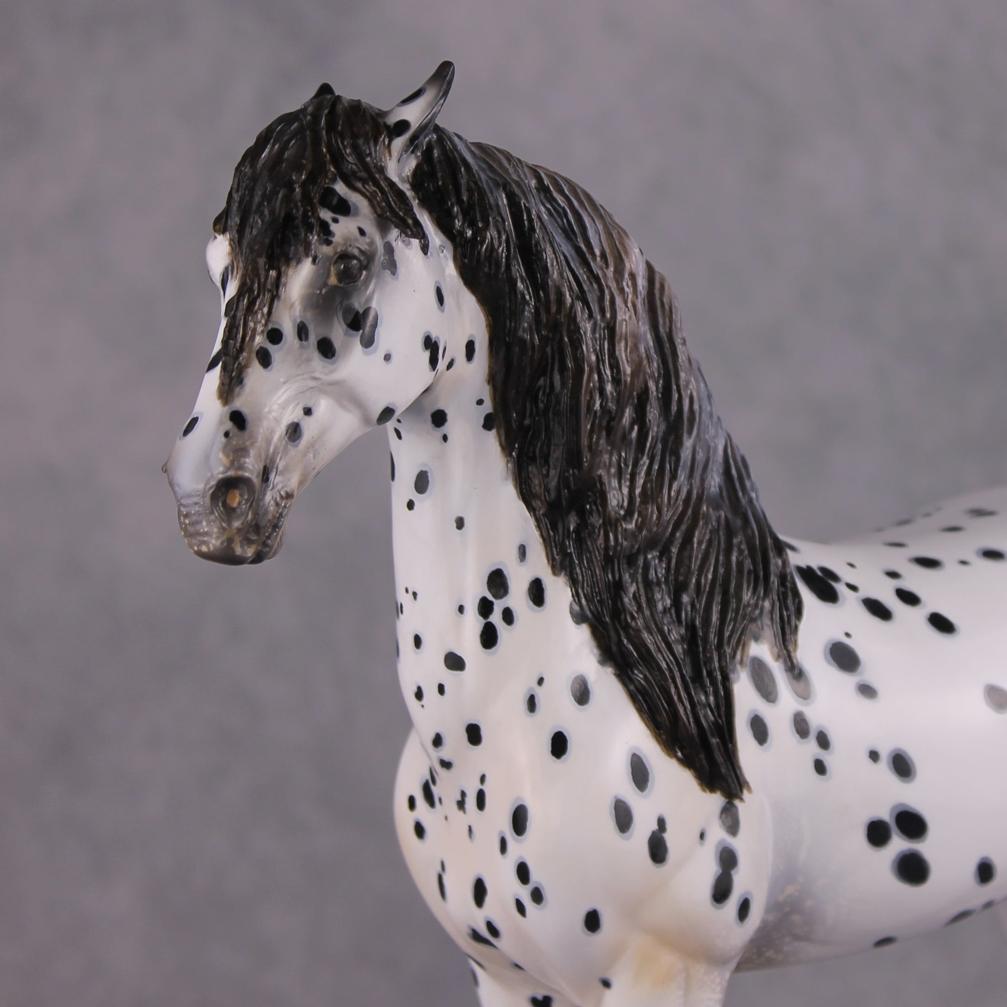 "Plein de Secrets" EFCM Glossy Andalusian By Kristen Cermele